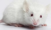 Small-white-mouse-001